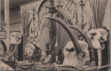 Zoo humain, exposition de Liège, pavillon de l'Afrique, crânes d'éléph