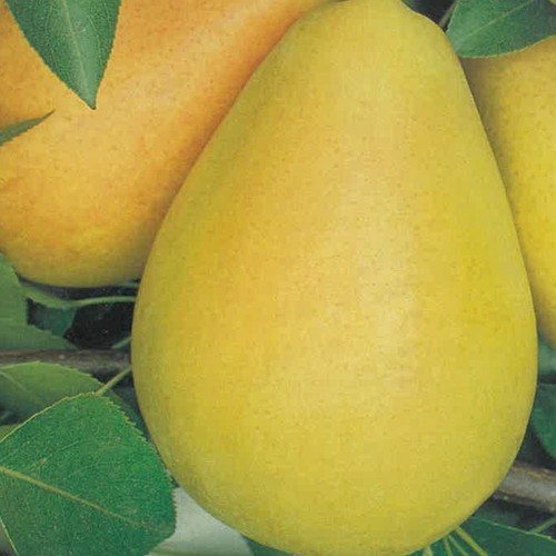 Plante fruitière mais cuisse - fruitiÈre,