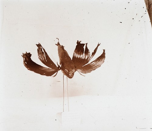 Poisson empaillé c1920 - , photo