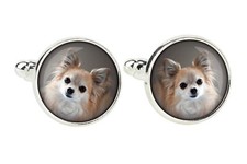 Chihuahua à poil long