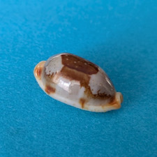 Cypraea Stolida 23,4 mm Gem Philippines " superbe spécimen "