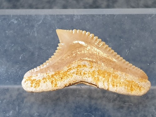 Shark tooth galeocerdo - tooth,
