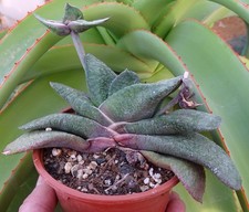 GASTERIA ARMSTRONGII plante