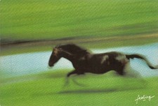 CRINS/5 - Cheval au galop