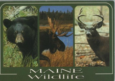 Noir Bear Moose Blanc Renne