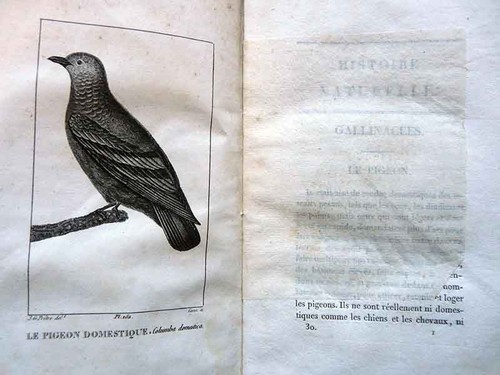Ornithologie histoire - ornithologie,