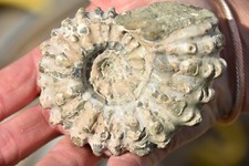 grande ammonite Douvilleiceras mammilatum  albien de Mahajanga Madagascar