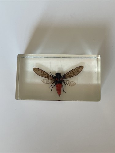 Véritable insecte dans - véritable,