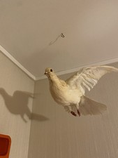 Deux Colombes Taxidermie Deyrolle 