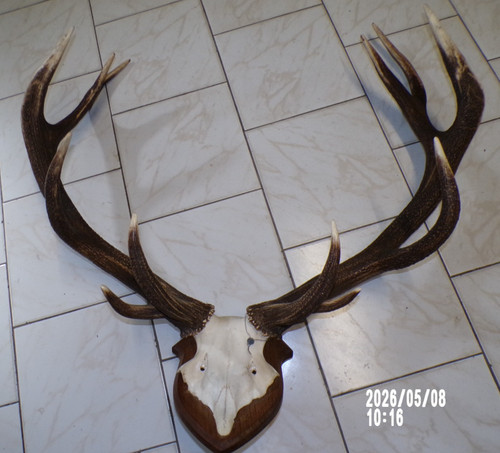 Massacre bois cerf - massacre,