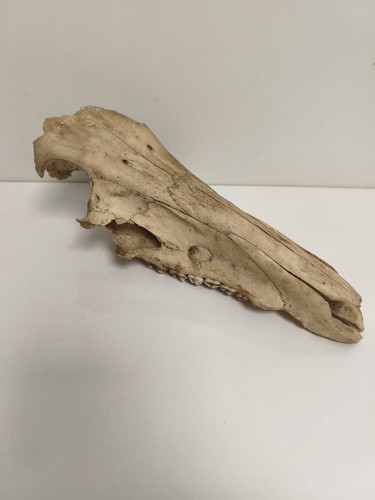 Crâne animal taxidermie