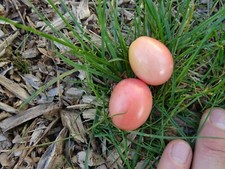 COLLECTION GRAINES DE TOMATES