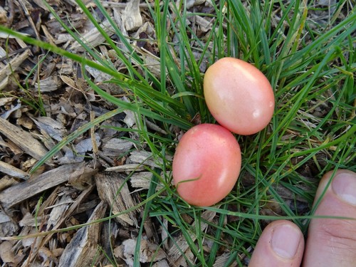 Collection graines tomates - collection, de