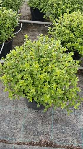 Pittosporum tenuifolium