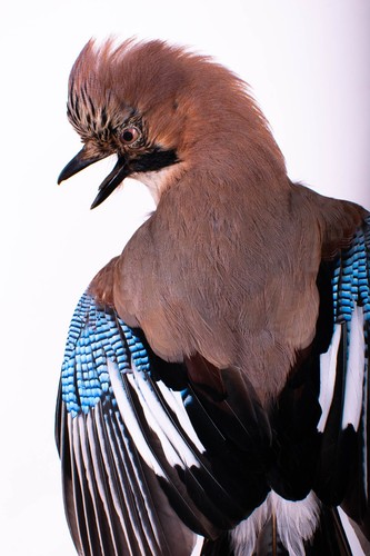 Taxidermy bird jay - taxidermy, mount