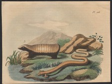 1839 Gravure aquarellée Tatou Reptile Saurien Animaux Histoire naturelle