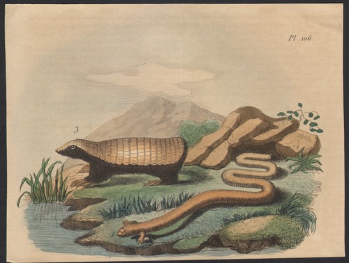 1839 gravure aquarellée tatou - 1839,