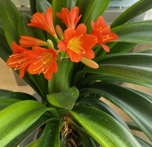 Orange clivia miniata plant - clivia,