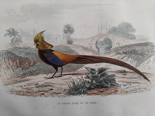 Oiseaux faisan dore chine - dore, de