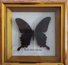 Papillon naturalisé 9x9 cm