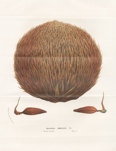Araucaria imbricata - araucaria,