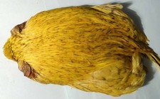 1 x Cou de coq Indien JAUNE