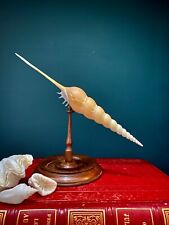 Coquillage Tibia Fusus sur