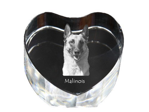 Malinois berger belge - malinois,