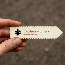 Crinodendron patagua SEEDS -