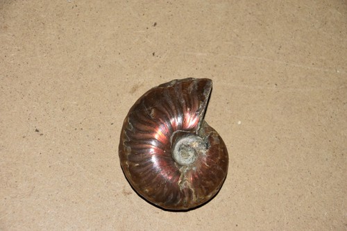 Ammonite aioloceras besairiei - ammonite,