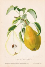 Nouveau Poiteau Birnen Poires