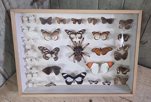 Boite papillons naturalisé - papillons,