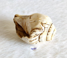 Coquillage Naturel Blanc