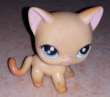 Petshop chat europeen 71