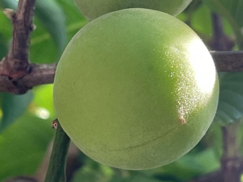 Japanese ume fruits - 5, or