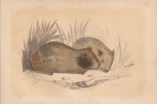 Cochon inde - d'inde, (cavia
