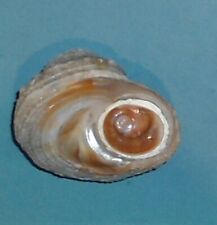 Bolma Rugosa   Avec Oeil de Sainte Lucie Méditerranée     58 mm