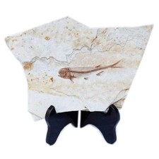 Poisson Fossile Véritable à