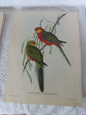 John Gould impression oiseau grande perruche à oreille ou Platycercus Icterotis