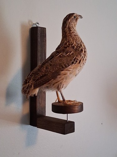 Real quail taxidermy lazy - real,