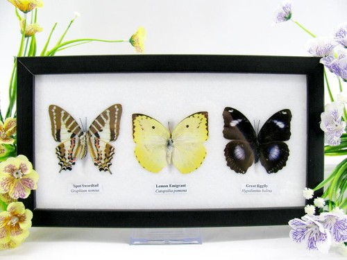 Vrais beaux papillons - 3,