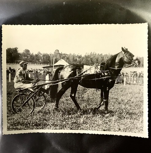 Photo cheval trotteur - photo, de