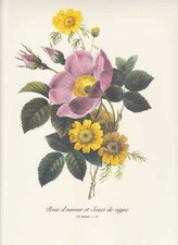 Rose Adonis FAKSIMILE