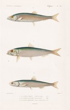 Hering Herring Clupea Harengus Poisson Gravure En Acier Cuvier 1849