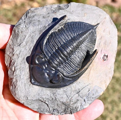Trilobite fossil zlichovaspis - trilobite,