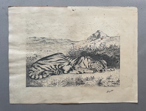 Tigre dans savane - dans, la