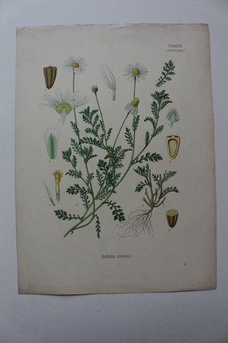 Plantes médicinales koehler - médicinales,