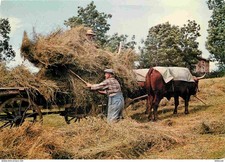 Animaux - Vaches - Fenaison - on rentre le foin - Attelage de Bœufs - Paysans -
