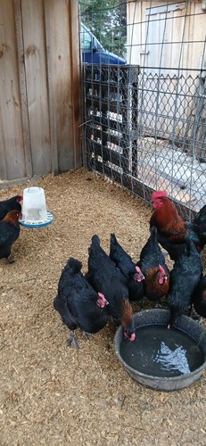 Purebred french black - 12+,
