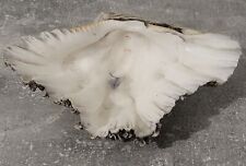 Grand Coquillage bénitier Déco Bord de Mer Ancien Gris Blanc Longueur 20cm